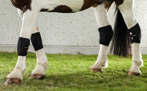 2035+2036-2025+2026_Horse Knee Brace+Hock Brace