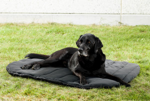 3031_Dob-Bed-oval-labrador