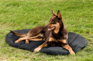 3031_Dog-Bed-oval-kelpie