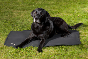 3035_Dog Mattress Cage Fit-labrador